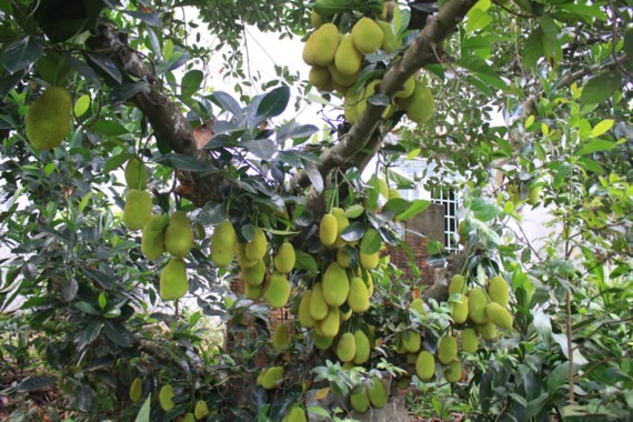 Jackfruit tree bears 500 fruits ảnh 1