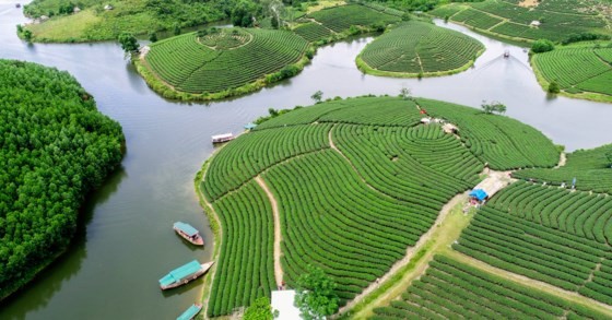 Ngỡ ngàng ốc đảo chè đầu tiên của Việt Nam ảnh 1