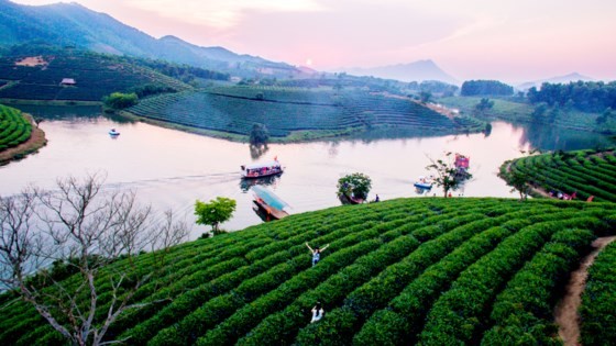 Ngỡ ngàng ốc đảo chè đầu tiên của Việt Nam ảnh 3