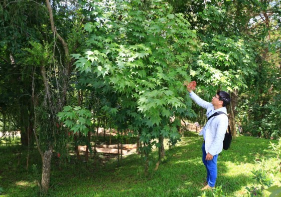 Da Lat’s red maple tourist area opens ảnh 1