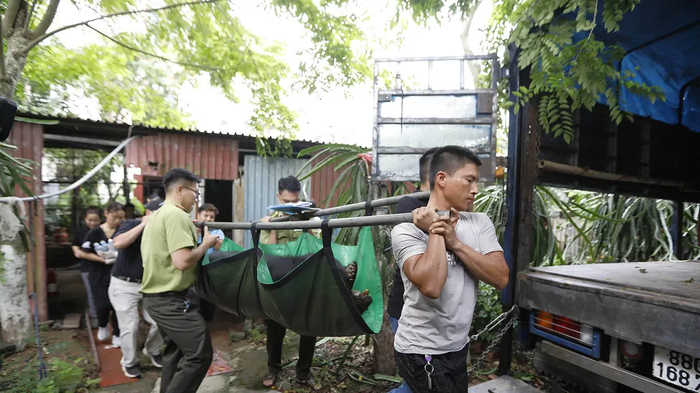 Đưa các cá thể gấu ngựa lên xe để chuyển đến nơi bảo tồn mới.