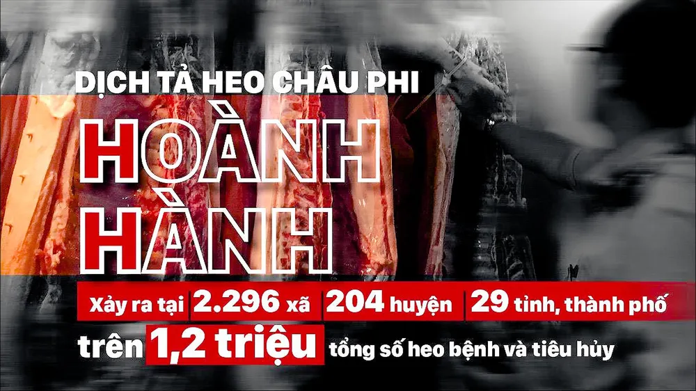 Dịch diễn biến phức tạp, tổng đàn heo ở TPHCM đang bị đe dọa