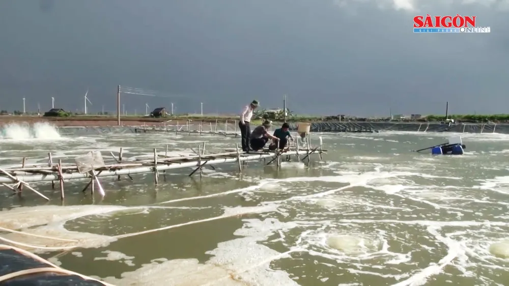 Bạc Liêu: 5.300ha tôm chết do thời tiết cực đoan