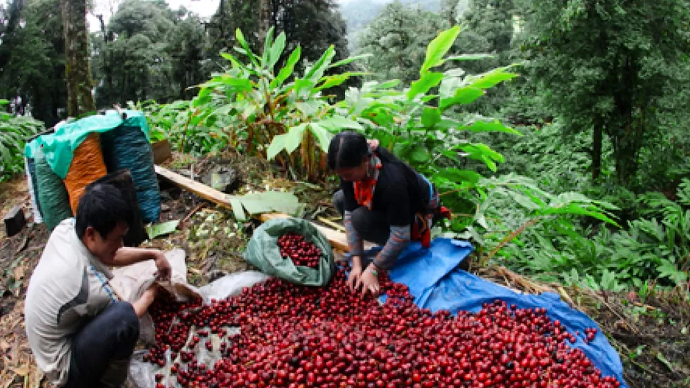 Lào Cai: Giá thảo quả thấp kỷ lục, người dân thiệt hại hàng trăm triệu đồng