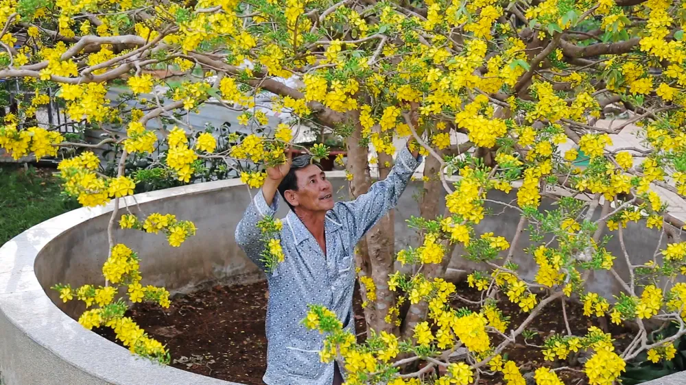 “Cực phẩm” mai tết cao 6m tầng tầng lớp lớp bông vàng