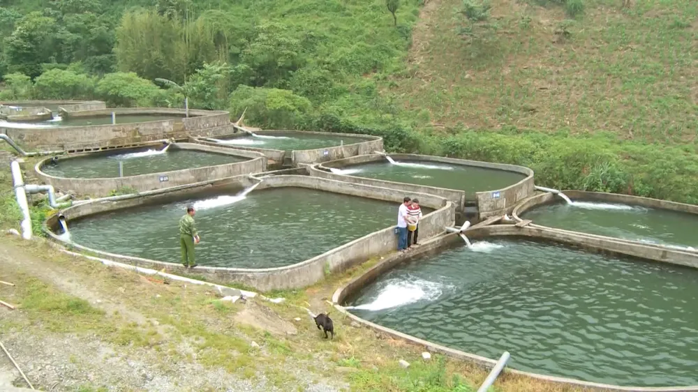 Kiểm soát việc nhập khẩu cá tầm đảm bảo đúng nguồn gốc xuất xứ