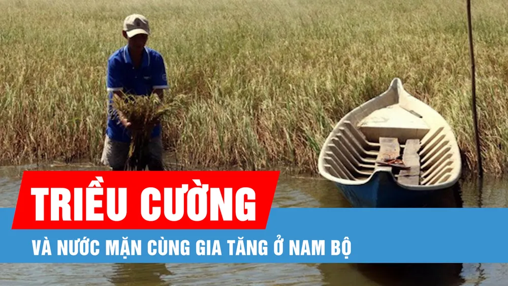 Podcast bản tin tối 28-2: Triều cường và nước mặn cùng gia tăng ở Nam bộ