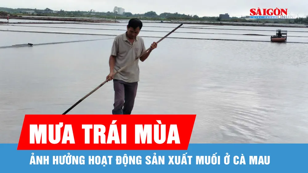 Cà Mau: Mưa trái mùa ảnh hưởng hoạt động sản xuất muối