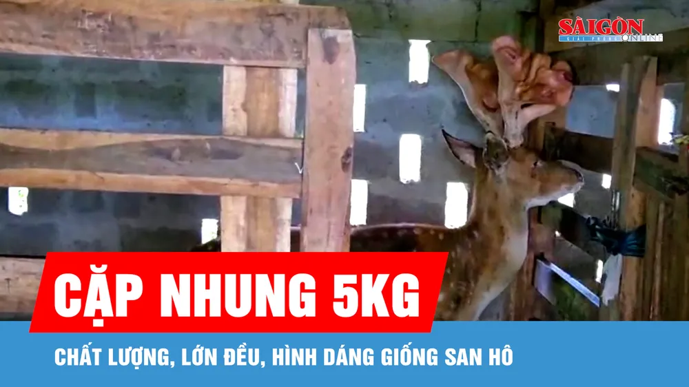 Con hươu cho ra cặp lộc nhung 5kg