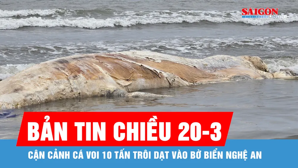Bản tin chiều 20-3: Cận cảnh cá voi 10 tấn trôi dạt vào bờ biển Nghệ An