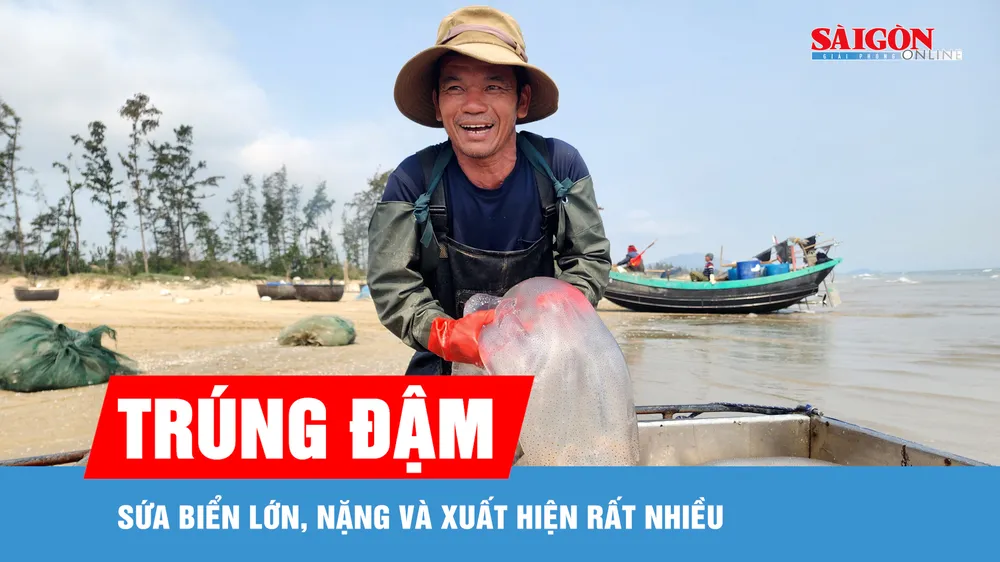 Ngư dân Hà Tĩnh trúng đậm sứa biển
