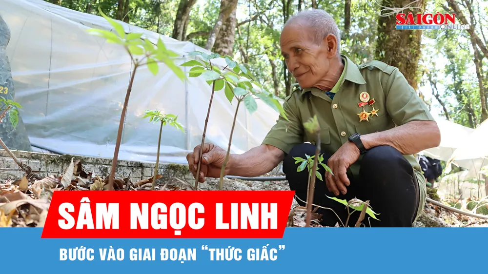 Mùa sâm Ngọc Linh “thức giấc”
