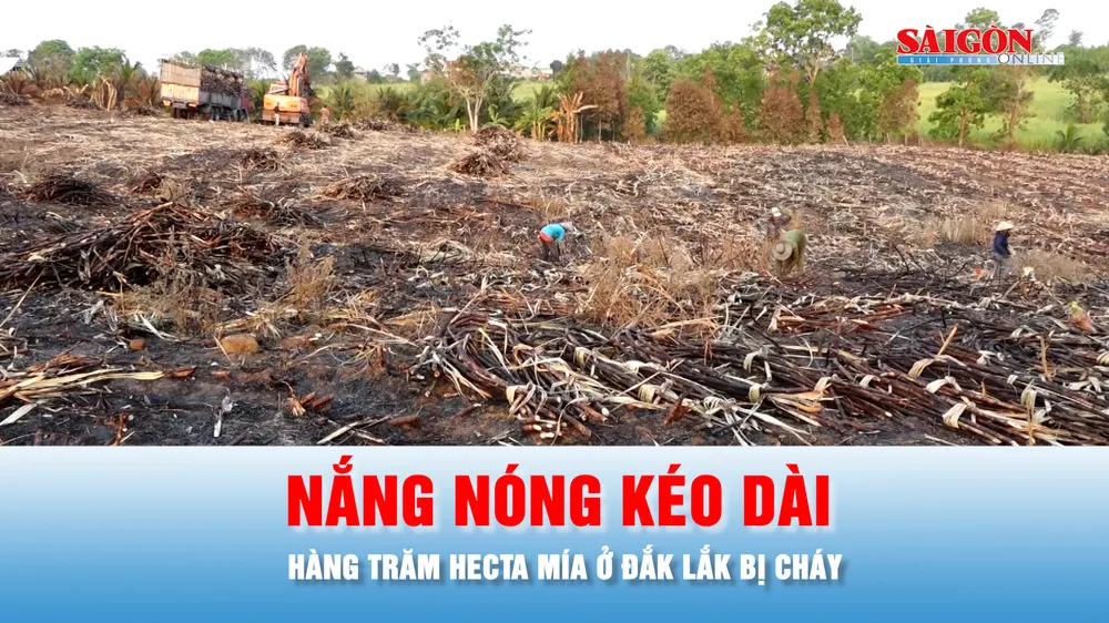 Podcast bản tin chiều 9-4: Hàng trăm hecta mía ở Đắk Lắk bị thiêu rụi do nắng nóng