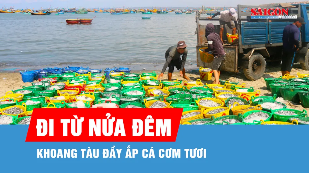 Ngư dân Mũi Né trúng đậm cá cơm