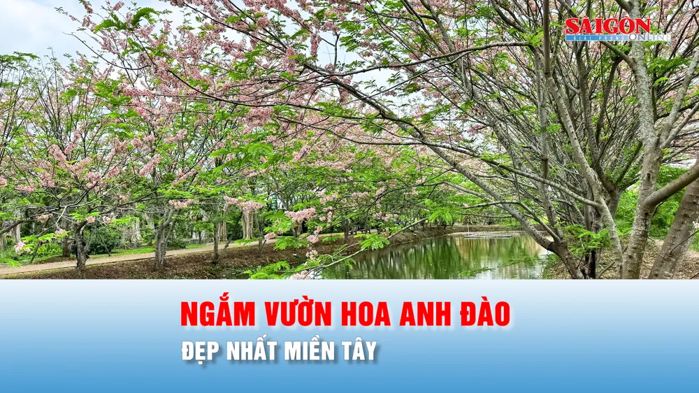 Podcast bản tin trưa 19-4: Ngắm vườn hoa anh đào đẹp nhất miền Tây