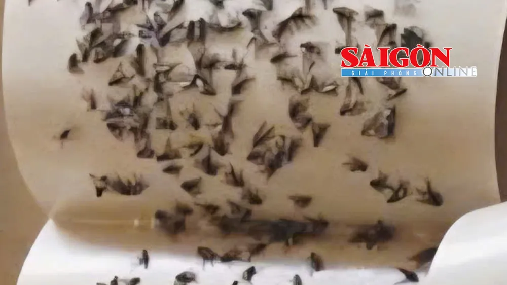 Khốn khổ vì bãi tập kết nguyên liệu sản xuất phân vi sinh