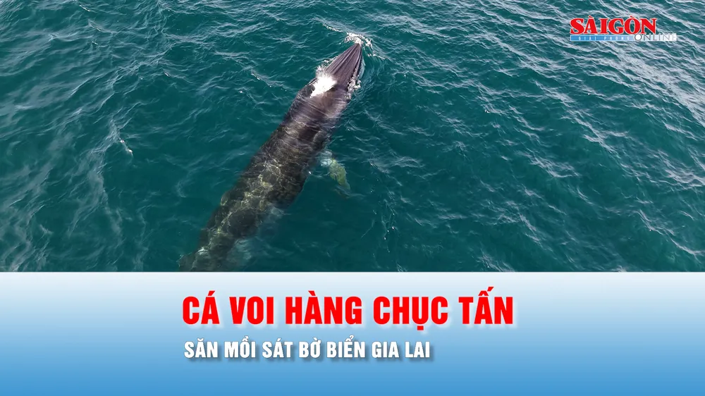 Podcast bản tin thời sự 13-6: Cá voi hàng chục tấn xuất hiện, săn mồi sát bờ biển Gia Lai