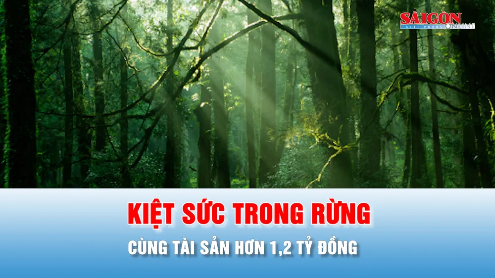 Podcast bản tin thời sự 3-7: Phát hiện người đàn ông kiệt sức trong rừng cùng tài sản hơn 1,2 tỷ đồng