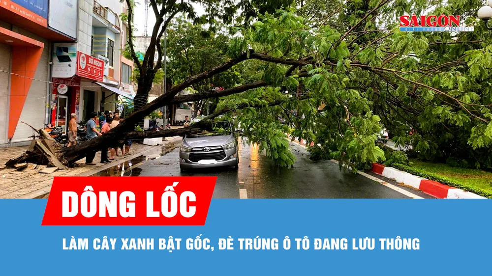 Dông lốc làm cây xanh bật gốc, đè trúng ô tô đang lưu thông