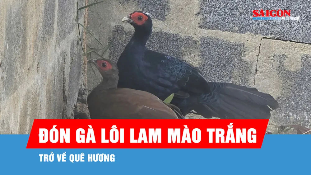 Đón 10 cá thể gà lôi lam mào trắng từ châu Âu trở về Quảng Trị
