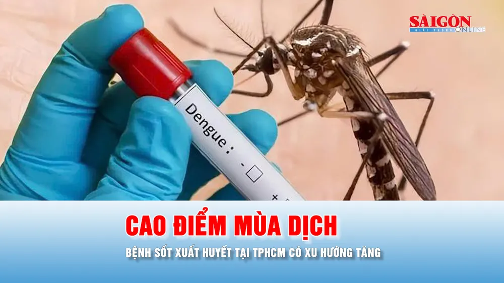 Podcast tin thời sự ngày 10-8: Đầu năm 2026 đến nay, TPHCM ghi nhận hơn 24.600 ca sốt xuất huyết