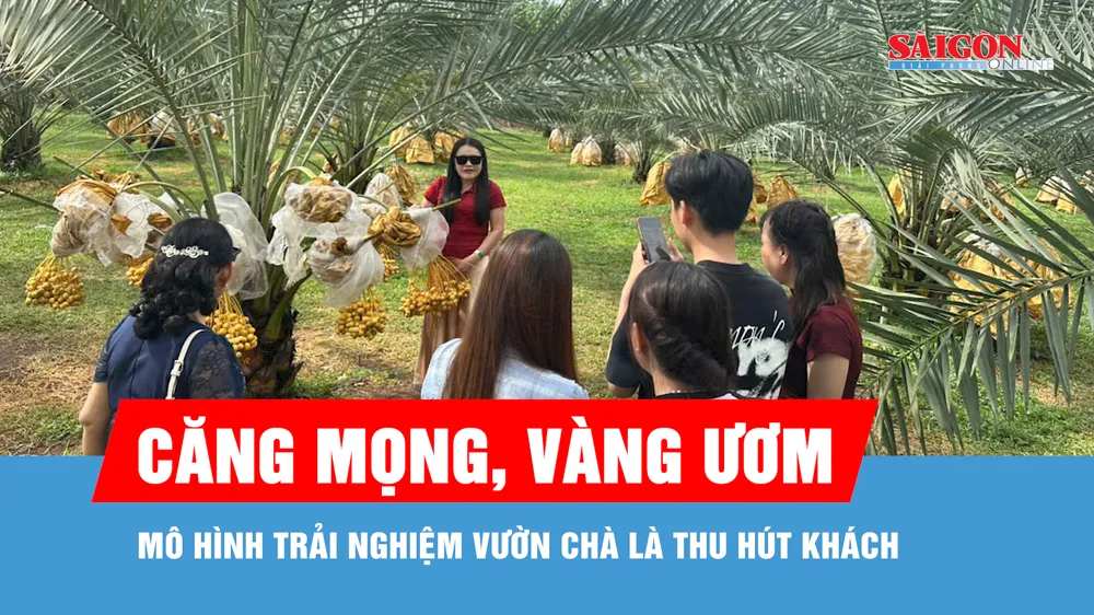 Độc đáo trải nghiệm vườn chà là Trung Đông tại Đồng Nai