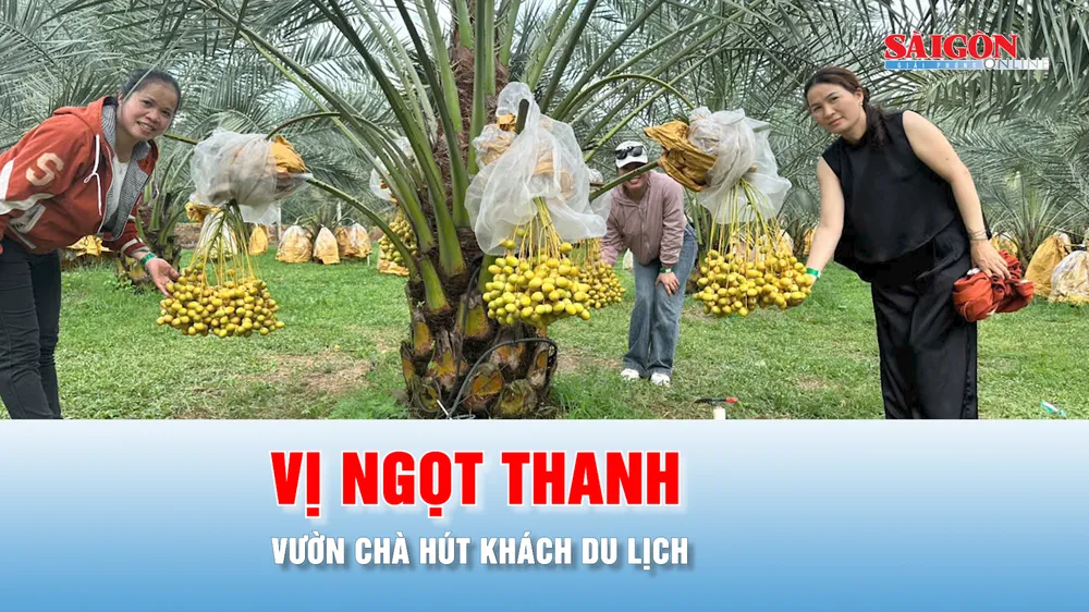 Podcast tin thời sự ngày 15-8: Vườn chà là kết hợp du lịch tại Đồng Nai mang giá trị cao