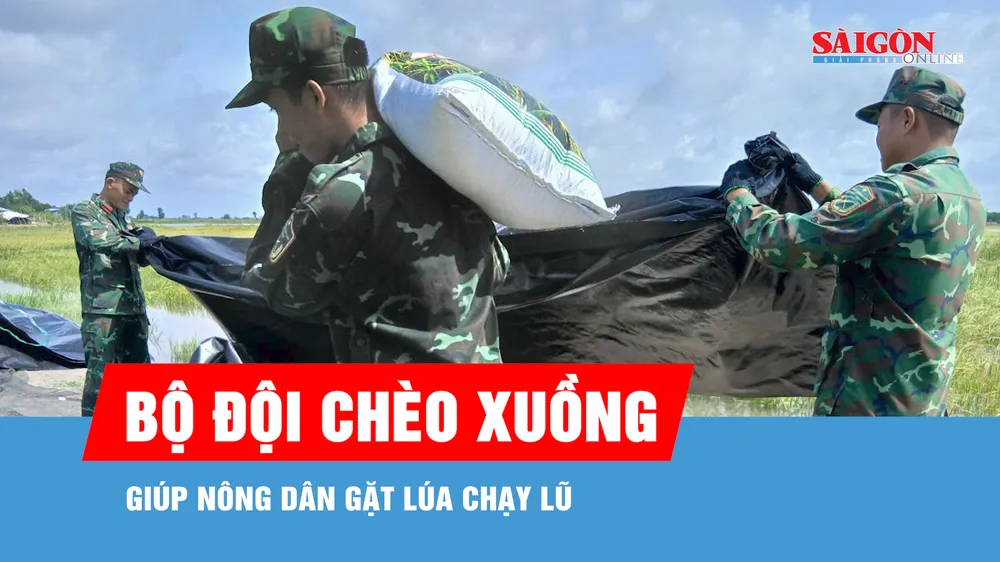 Bộ đội chèo xuồng, giúp nông dân gặt lúa chạy lũ