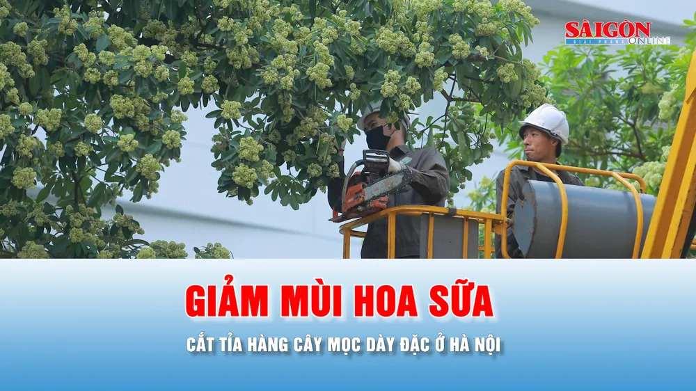 Podcast tin thời sự ngày 16-10: Hà Nội cắt tỉa hoa sữa trên nhiều tuyến đường 
