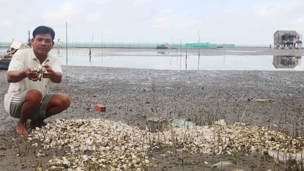Ngêu chết tràn bãi biển Kiên Giang nghi do nguồn nước bị ô nhiễm. Ảnh: NGỌC CHÁNH