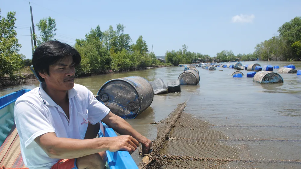 Hàu nuôi của HTX xã Đất Mũi bị chết hàng loạt