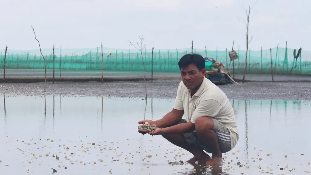 Nghêu chết hàng loạt trên bãi biển Kiên Giang vào tháng 5 vừa qua. Ảnh: NGỌC CHÁNH