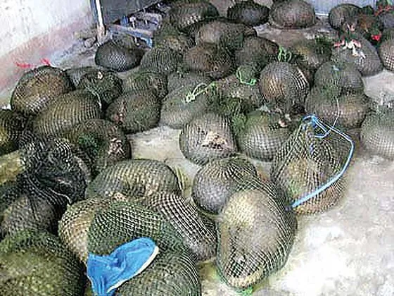 Cà Mau: Đình chỉ cán bộ kiểm lâm liên quan đến vụ vận chuyển tê tê từ biển vào đất liền