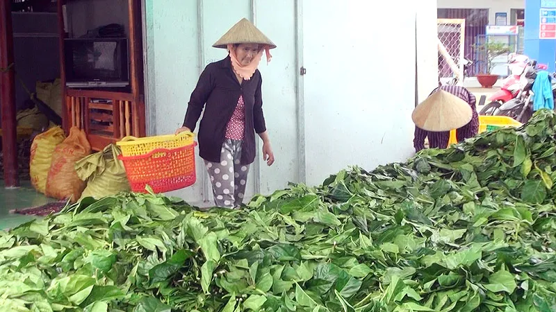 Một cơ sở thu mua lá nhàu tươi ở xã Tân Lộc