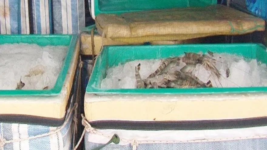 Liên tiếp phát hiện xe khách vận chuyển tôm bơm tạp chất