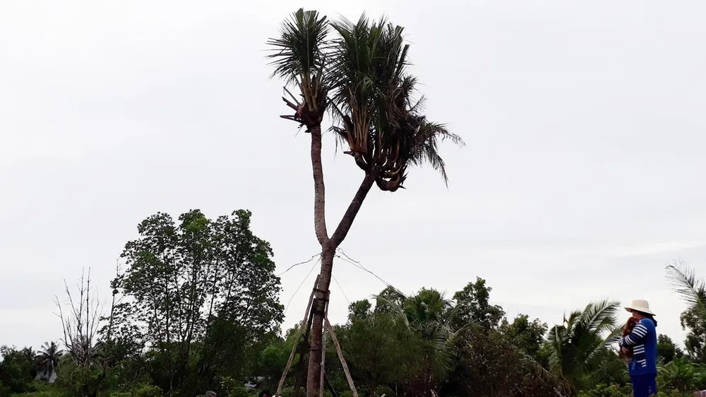 Cây dừa có 14 đọt