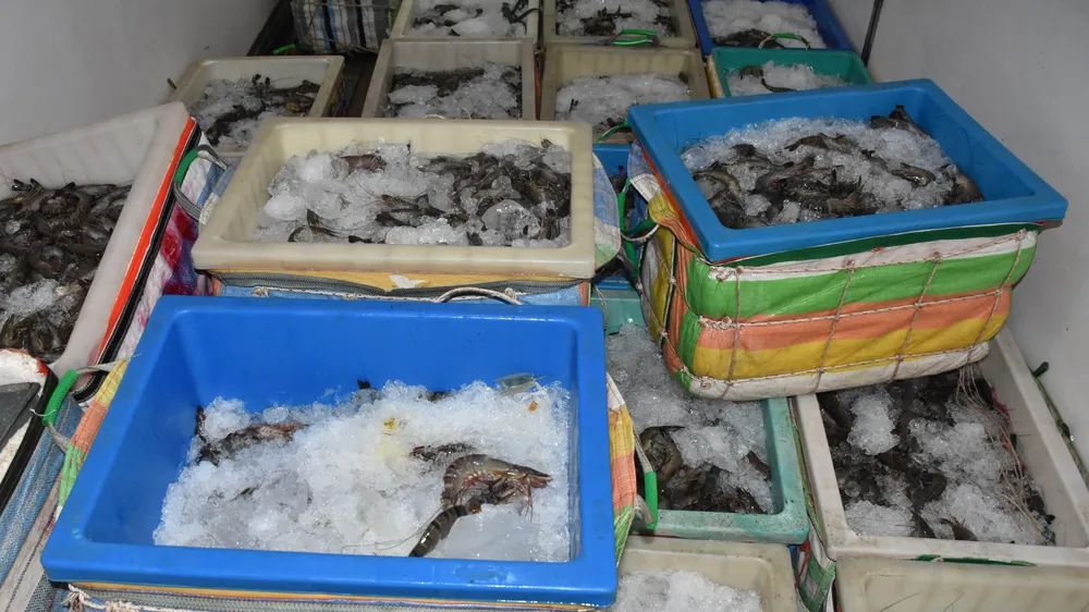 Tang vật tôm chứa tạp chất. Ảnh: TRỌNG NGUYỄN