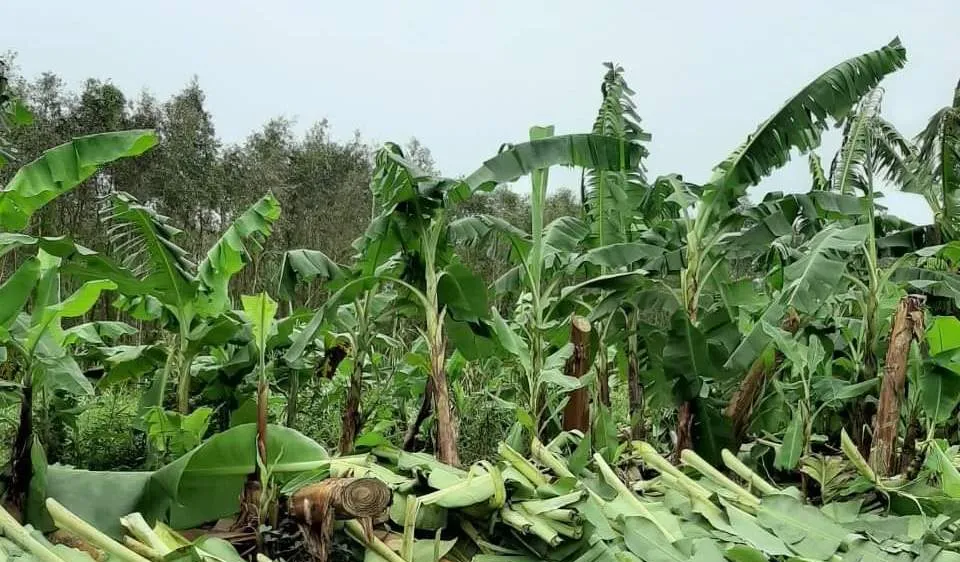 Trên 1.470 ha chuối vùng U Minh Hạ (Cà Mau) và U Minh Thượng (Kiên Giang) bị thiệt hại do ảnh hưởng bão số 2
