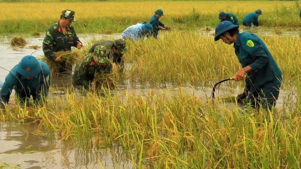 Cà Mau: Bộ đội giúp dân thu hoạch lúa bị ngập úng kéo dài