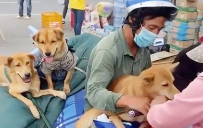 Trưởng trạm y tế nơi xảy ra vụ tiêu hủy 15 con chó xin nghỉ việc