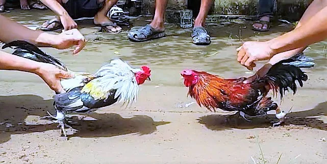 Bị bãi nhiệm đại biểu HĐND TP Bạc Liêu vì tham gia đá gà ăn tiền
