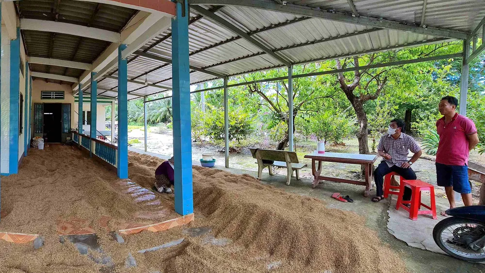 Hiện còn hàng ngàn tấn lúa tồn đọng trong dân không bán được