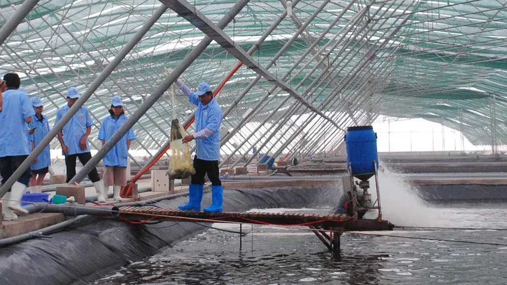 Kiến nghị doanh nghiệp xuất khẩu tôm đẩy mạnh thu mua nhằm nâng giá tôm trở lại