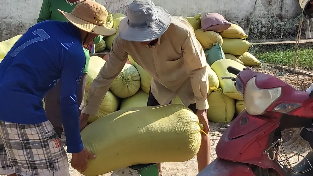 Cà Mau: Chỉ đạo xác minh thông tin thương lái mua lúa không trả tiền cho nông dân