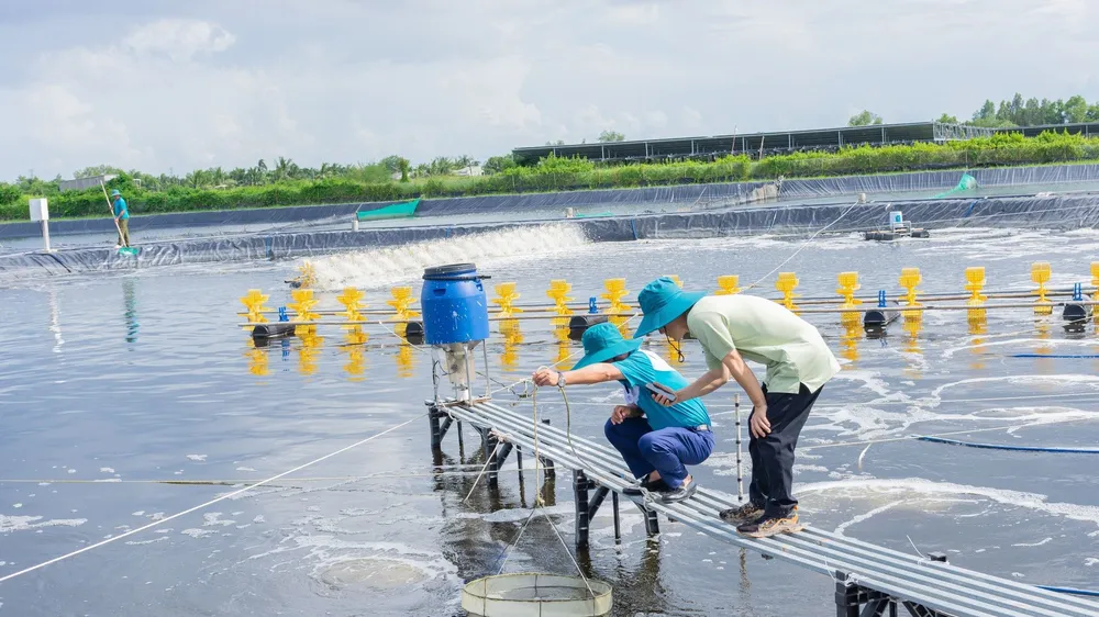 Tìm giải pháp nuôi tôm thích ứng với biển đổi khí hậu