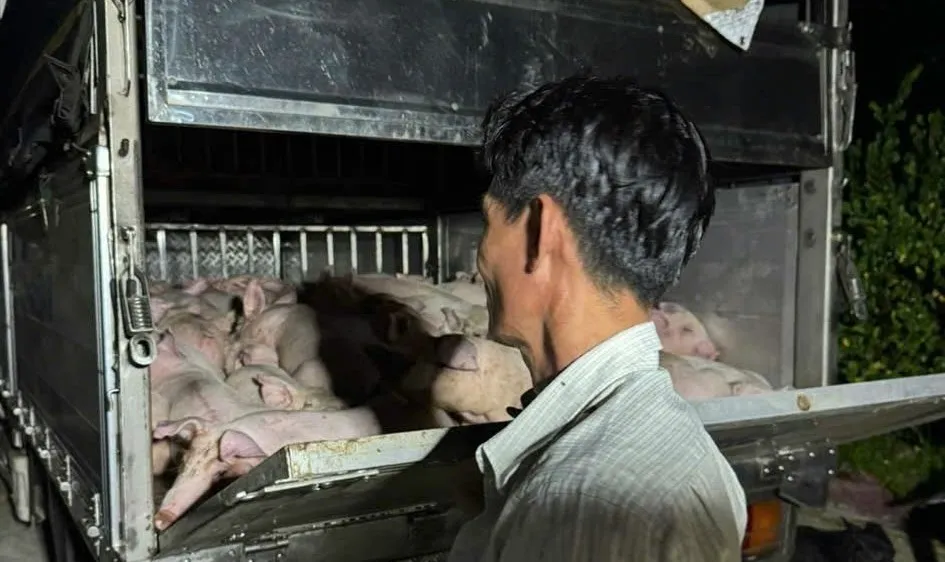 Số lượng heo vận chuyển không có giấy kiểm dịch