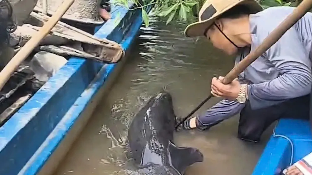 Giải cứu cá heo bị thương trên sông Gành Hào