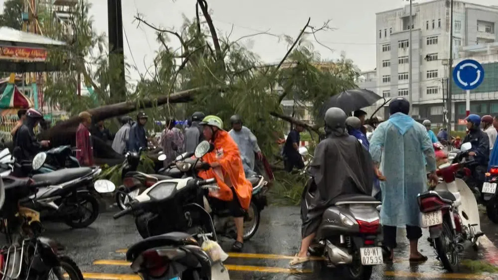 Cà Mau: Cây xanh bật gốc, đè 2 người đi đường 
