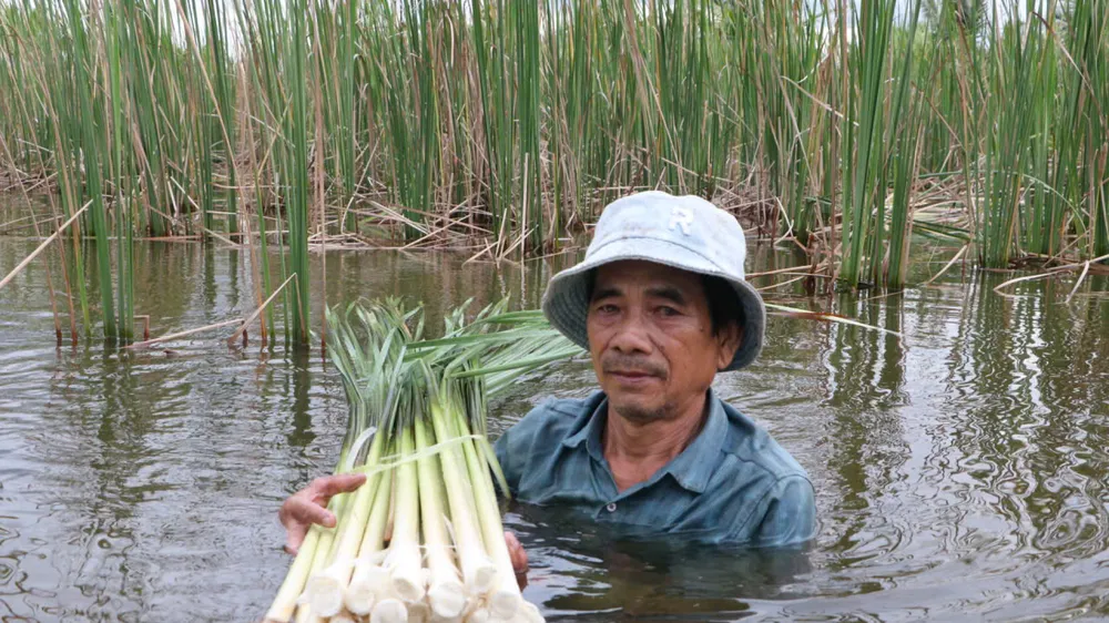 Bồn bồn, từ cỏ dại thành “cây đặc sản” 