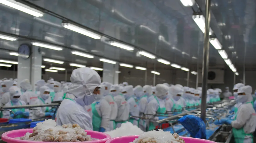 Cà Mau: Giữ vững vị thế “thủ phủ tôm” cả nước